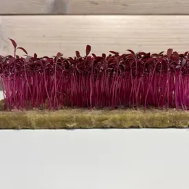 Микрозелень амаранта